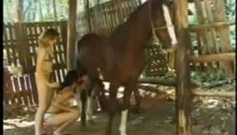 Een selectie van de dierentuin van video  s met een paard en mooie meisjes