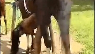 Brunette tears up her anal with a horse