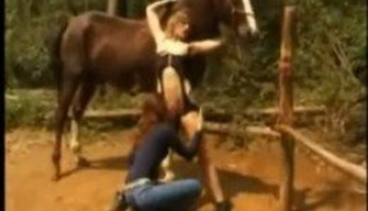 Uma caminhada entre os cavalos terminou com um zoológico de sexo